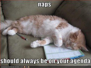 Funny Pictures Cat Has Naps On His Agenda Writer S Fun Zone