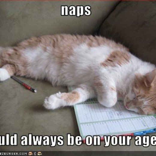 Cat Naps Take Precedence Over One-Sheets