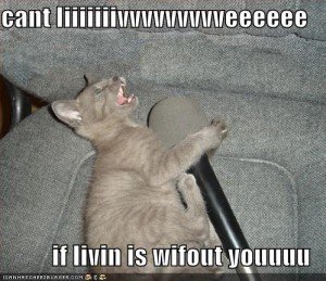 Cat making musical audio books