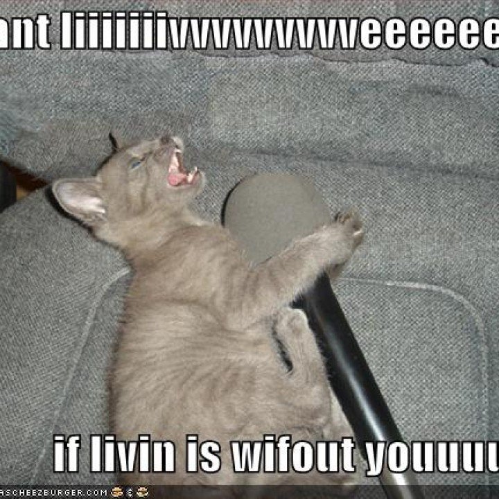 Cat making musical audio books