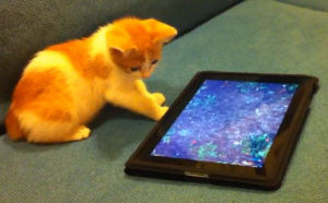 Cat watching a great book trailer