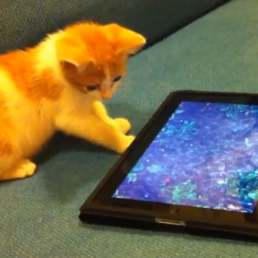 Cat watching a great book trailer