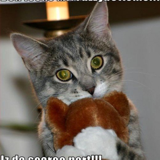 funny cat watches scary book trailer