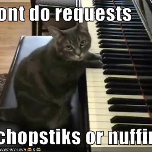 Your cat can play one song on the piano for your great book trailer
