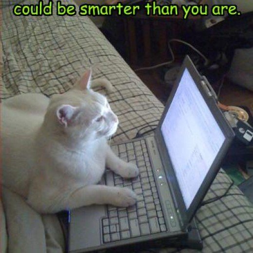 Your cat does SEO for YouTube