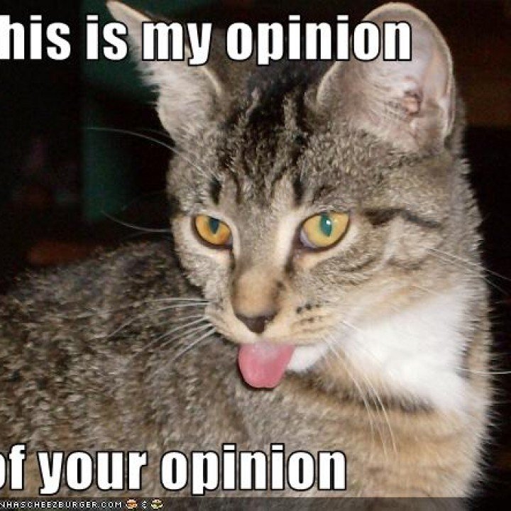 Cat hates your opinion of wanting to ban Amazon