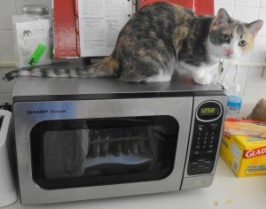 Cat on Microwave by David Shane