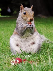 Squirrel with shiny objects