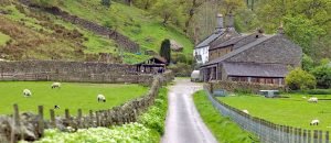 sheep-road
